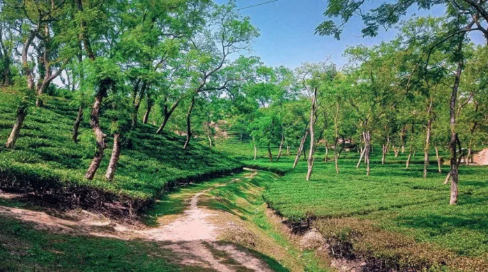 chandpur belgaon tea garden